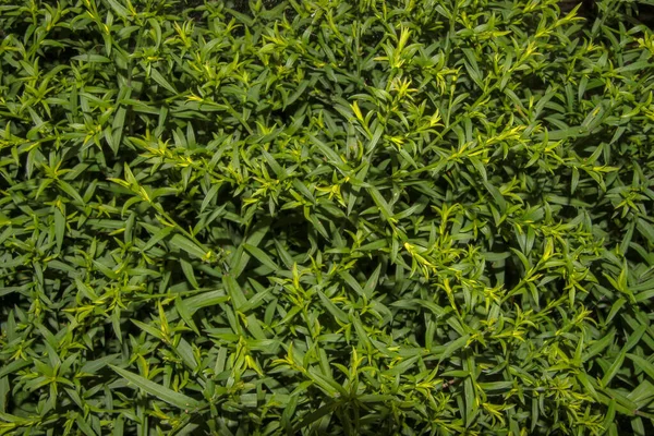 Grüne Zierblätter Garten — Stockfoto