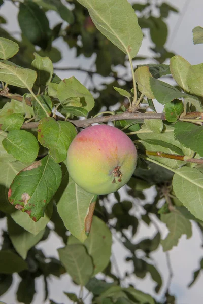 Kleine Groene Appels Groene Bladeren Een Boom — Stockfoto