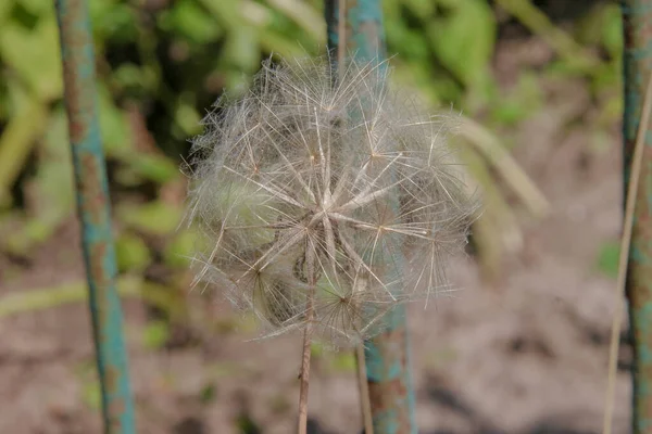 Vit Maskros Blomma Trädgården Juli — Stockfoto