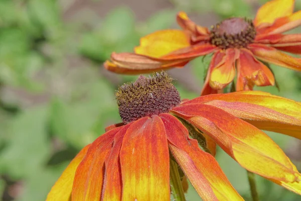 Belle Fleur Jaune Noir Dans Jardin — Photo