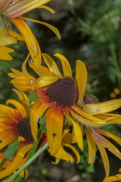 Hermosa Flor Amarilla Negra Jardín — Foto de Stock