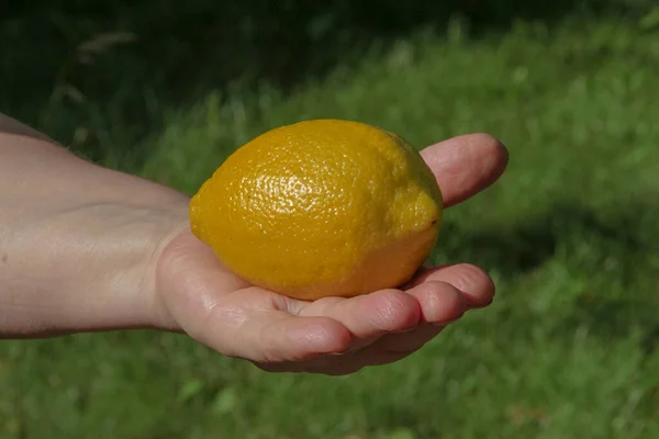 Желтый Лимон Руке Фоне Зеленой Травы — стоковое фото