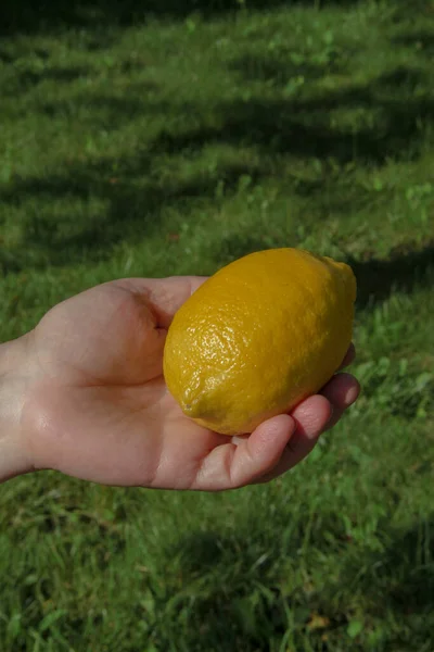 Gul Citron Handen Bakgrund Grönt Gräs — Stockfoto