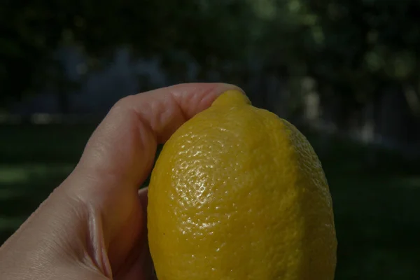 緑の芝生の背景に手に黄色のレモン — ストック写真