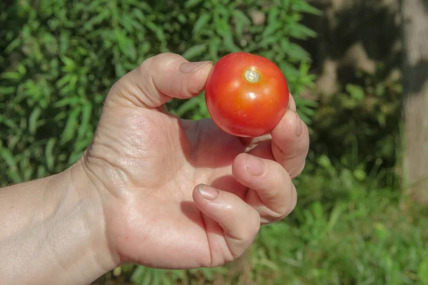 Tomates Rojos Caseros Mano Sobre Fondo Jardín — Foto de Stock