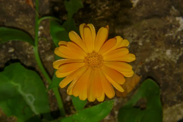 Bahçesinde Taç Yaprakları Olan Güzel Sarı Çiçek — Stok fotoğraf