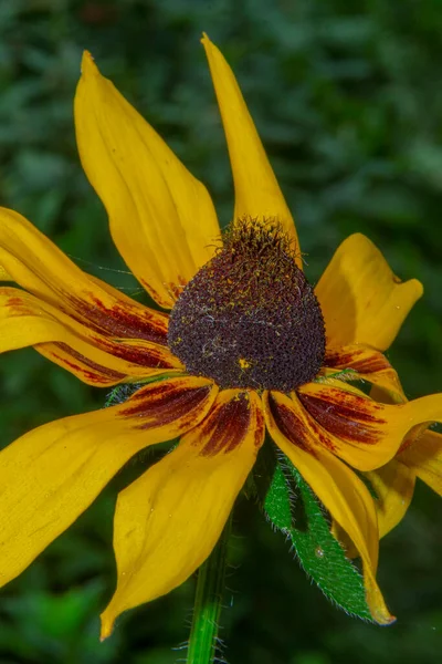 Kaunis Keltainen Kukka Terälehtiä Puutarhassa — kuvapankkivalokuva