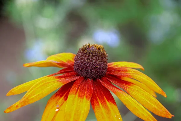 Schöne Gelbe Blume Mit Blütenblättern Garten — Stockfoto