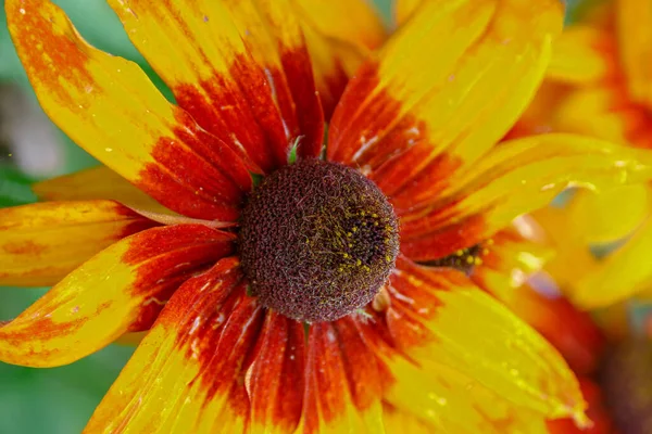 Hermosa Flor Amarilla Con Pétalos Jardín — Foto de Stock