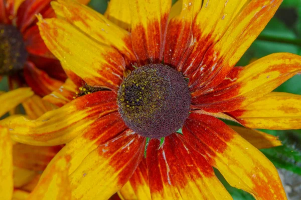 美丽的黄花 花园里有花瓣 — 图库照片