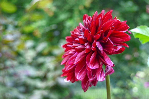 Beautiful Dark Red Flower Petals Garden — 스톡 사진