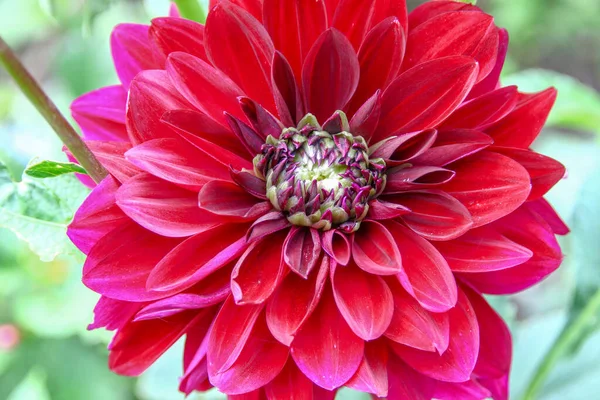 Belle Fleur Rouge Foncé Avec Des Pétales Dans Jardin — Photo