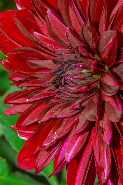 Bahçesinde Taç Yaprakları Olan Güzel Koyu Kırmızı Çiçek — Stok fotoğraf