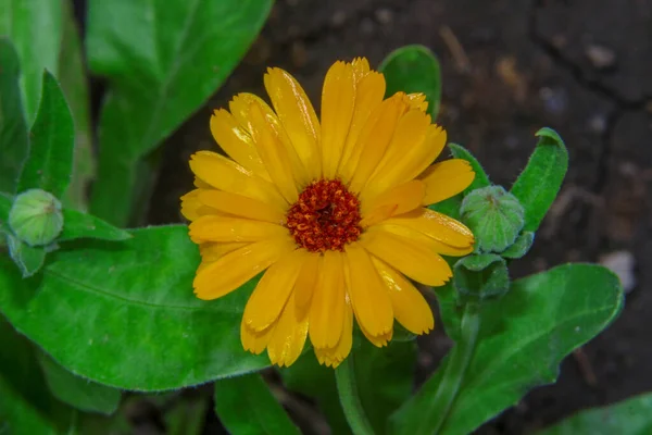 Bela Flor Amarela Com Pétalas Jardim — Fotografia de Stock