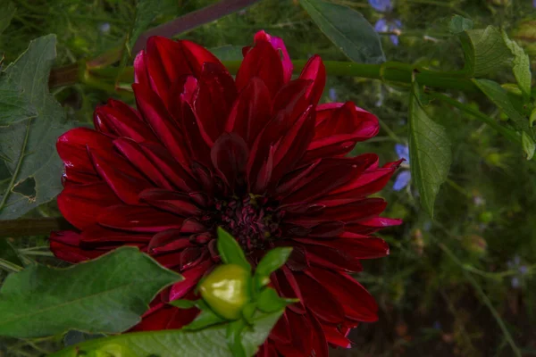 Beautiful Dark Red Flower Petals Garden — 스톡 사진