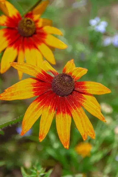 Bahçesinde Taç Yaprakları Olan Güzel Sarı Çiçek — Stok fotoğraf