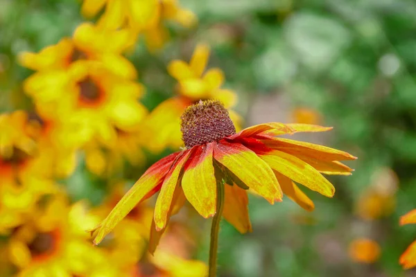 庭に花弁のある美しい黄色の花 — ストック写真