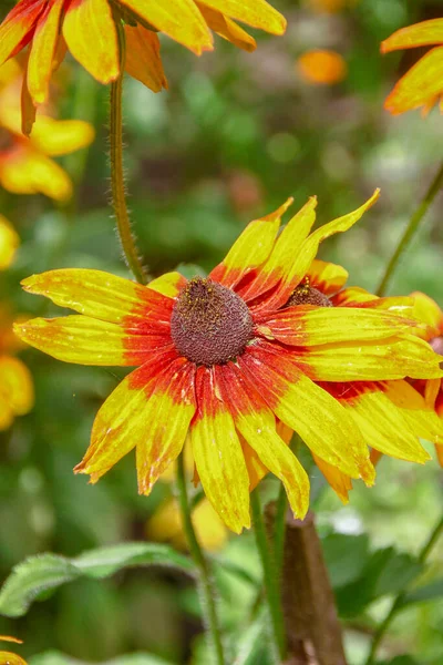 Vacker Gul Blomma Med Kronblad Trädgården — Stockfoto