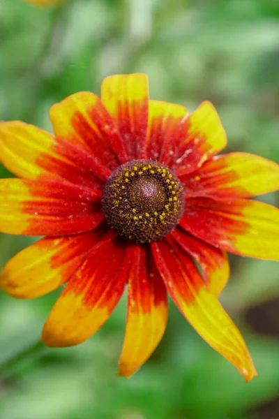 Bela Flor Amarela Com Pétalas Jardim — Fotografia de Stock