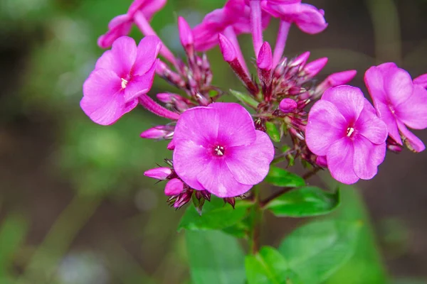 Όμορφο Μικρό Ροζ Λουλούδι Στον Κήπο — Φωτογραφία Αρχείου
