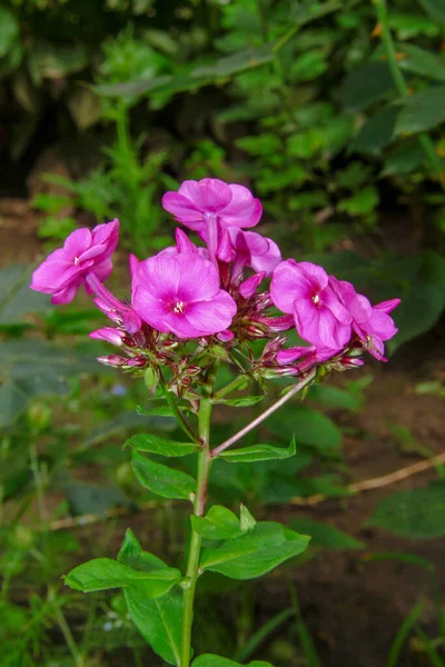 Belle Petite Fleur Rose Dans Jardin — Photo