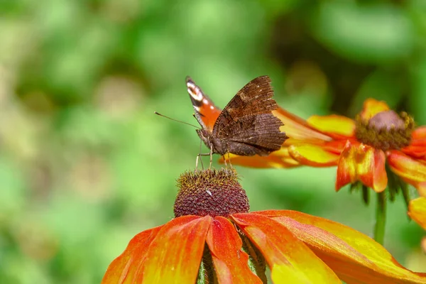 Vieja Mariposa Sobre Una Hermosa Flor Amarilla Negra Jardín — Foto de Stock