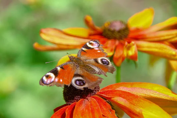 Old Butterfly Beautiful Yellow Black Flower Garden — 스톡 사진