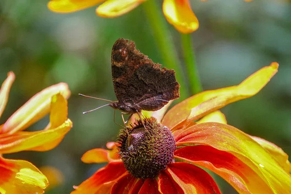 Old Butterfly Beautiful Yellow Black Flower Garden — Stock Photo, Image