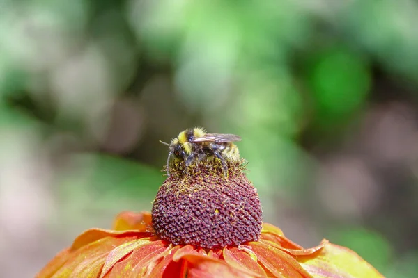 Abejorro Negro Sienta Una Flor Amarilla Negra —  Fotos de Stock