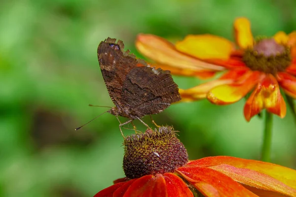 Vieja Mariposa Sobre Una Hermosa Flor Amarilla Negra Jardín — Foto de Stock