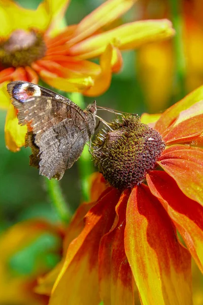 Old Butterfly Beautiful Yellow Black Flower Garden — 스톡 사진