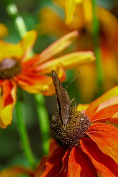 Old Butterfly Beautiful Yellow Black Flower Garden — 스톡 사진