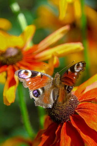 Vieja Mariposa Sobre Una Hermosa Flor Amarilla Negra Jardín — Foto de Stock