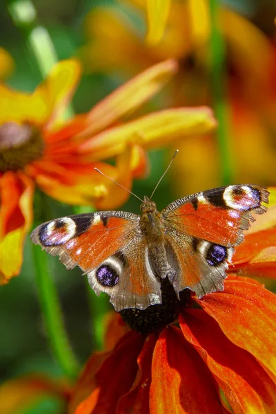 Vieja Mariposa Sobre Una Hermosa Flor Amarilla Negra Jardín — Foto de Stock