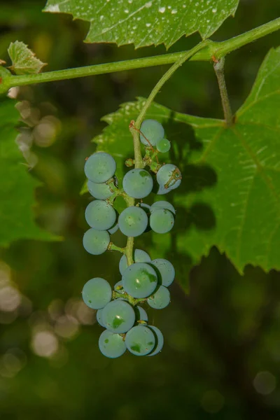 Grüne Trauben Und Beeren Von Trauben Und Blättern Garten — Stockfoto