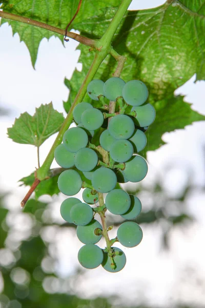 Des Grappes Vertes Des Baies Raisins Feuilles Dans Jardin — Photo