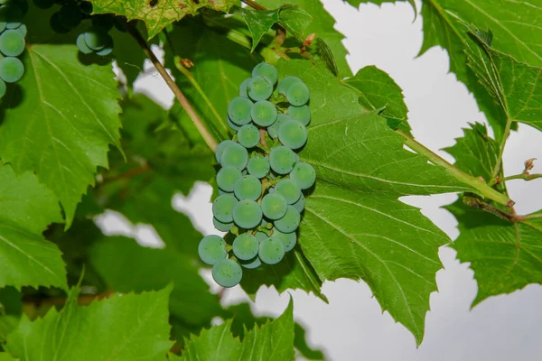 Groene Trossen Bessen Van Druiven Bladeren Tuin — Stockfoto