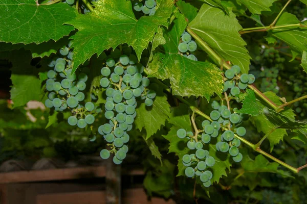 Gröna Klasar Och Bär Druvor Och Blad Trädgården — Stockfoto