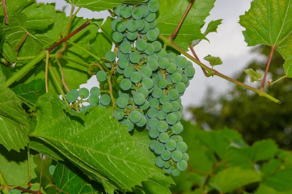 Green Bunches Berries Grapes Leaves Garden — Stock Photo, Image