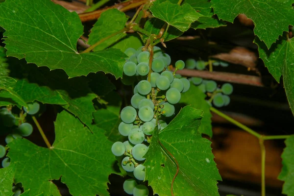 Green Bunches Berries Grapes Leaves Garden — Stock Photo, Image