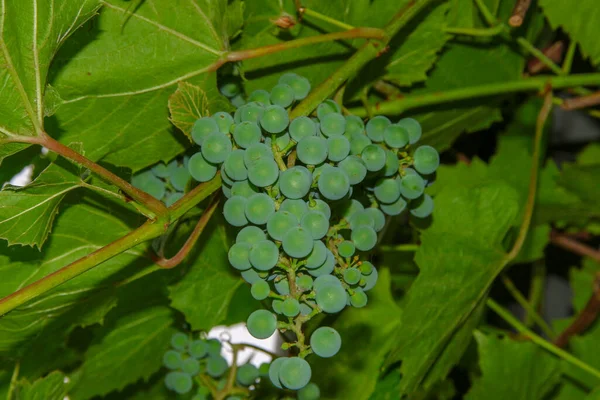Зелені Грона Ягоди Винограду Листя Саду — стокове фото