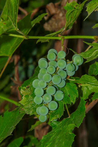 Green Bunches Berries Grapes Leaves Garden — Stock Photo, Image