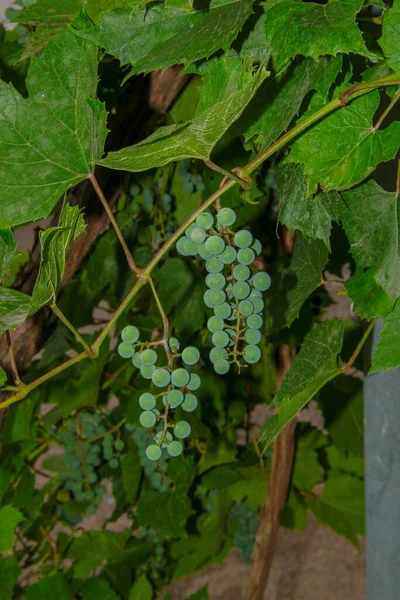 Gröna Klasar Och Bär Druvor Och Blad Trädgården — Stockfoto