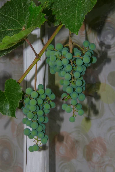 Zöld Fürtök Bogyók Szőlőből Levelekből Kertben — Stock Fotó