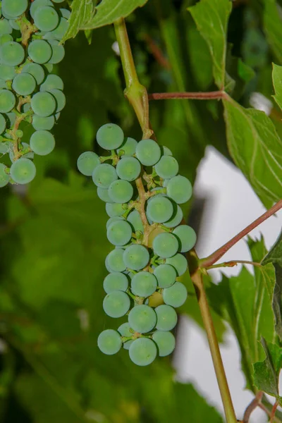 Camarões Verdes Bagas Uvas Folhas Jardim — Fotografia de Stock