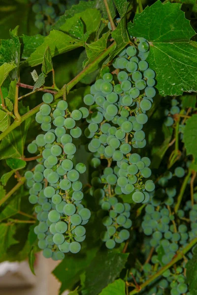 Des Grappes Vertes Des Baies Raisins Feuilles Dans Jardin — Photo