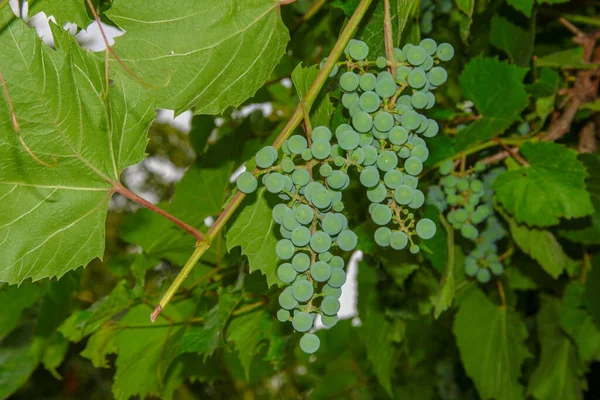 Green Bunches Berries Grapes Leaves Garden — Stock Photo, Image