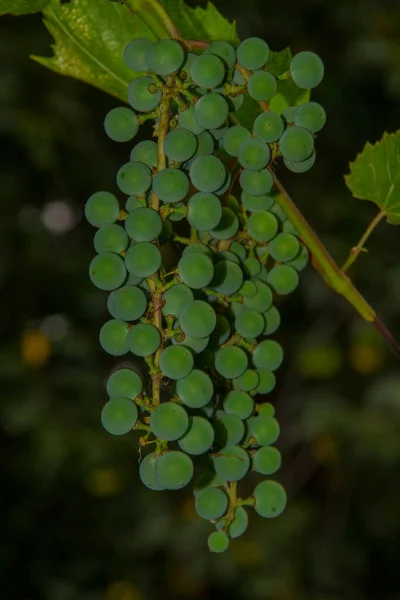 Gröna Klasar Och Bär Druvor Och Blad Trädgården — Stockfoto