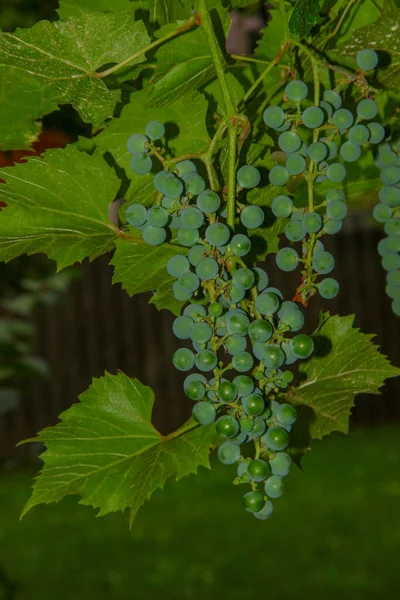 Gröna Klasar Och Bär Druvor Och Blad Trädgården — Stockfoto