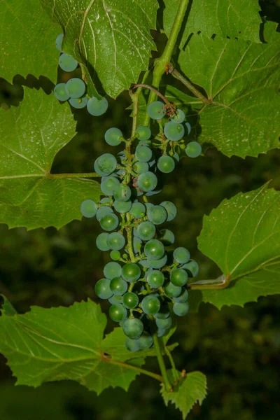 Зелені Грона Ягоди Винограду Листя Саду — стокове фото